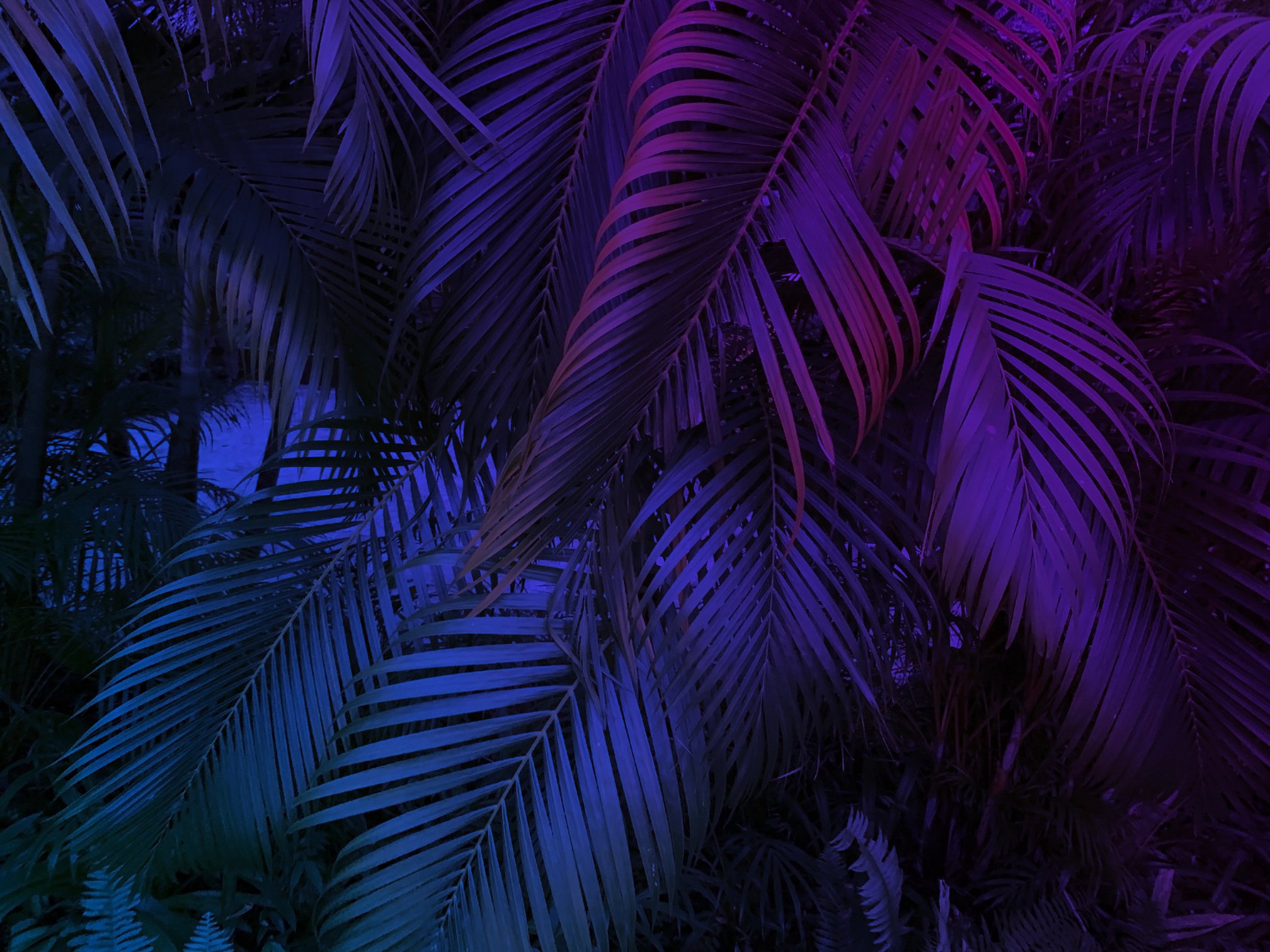 tropical leaf summer background with blue and purple party neon glow colors